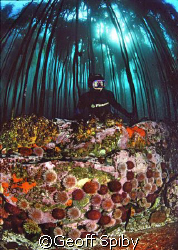 snorkelling in a kelp forest in False Bay, Cape Town 
So... by Geoff Spiby 